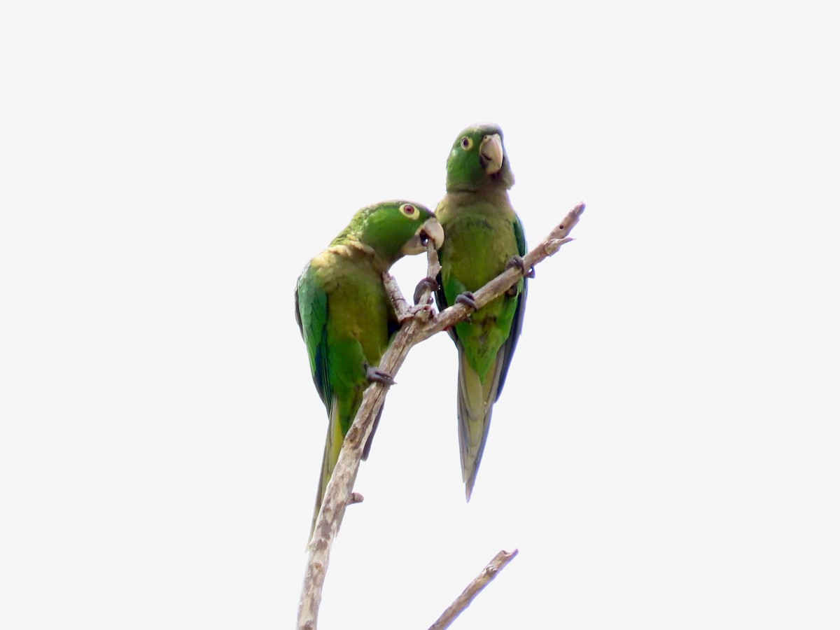 Olive-throated Parakeet - Susan Cole