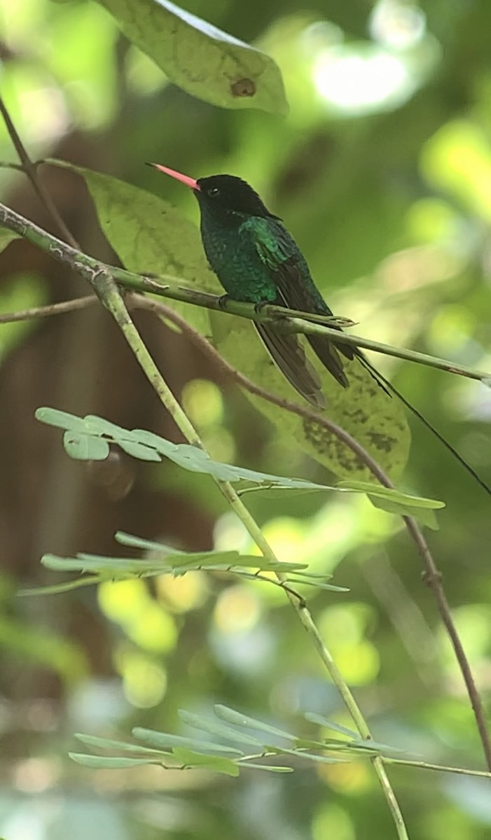 kolibřík červenozobý - ML618407110