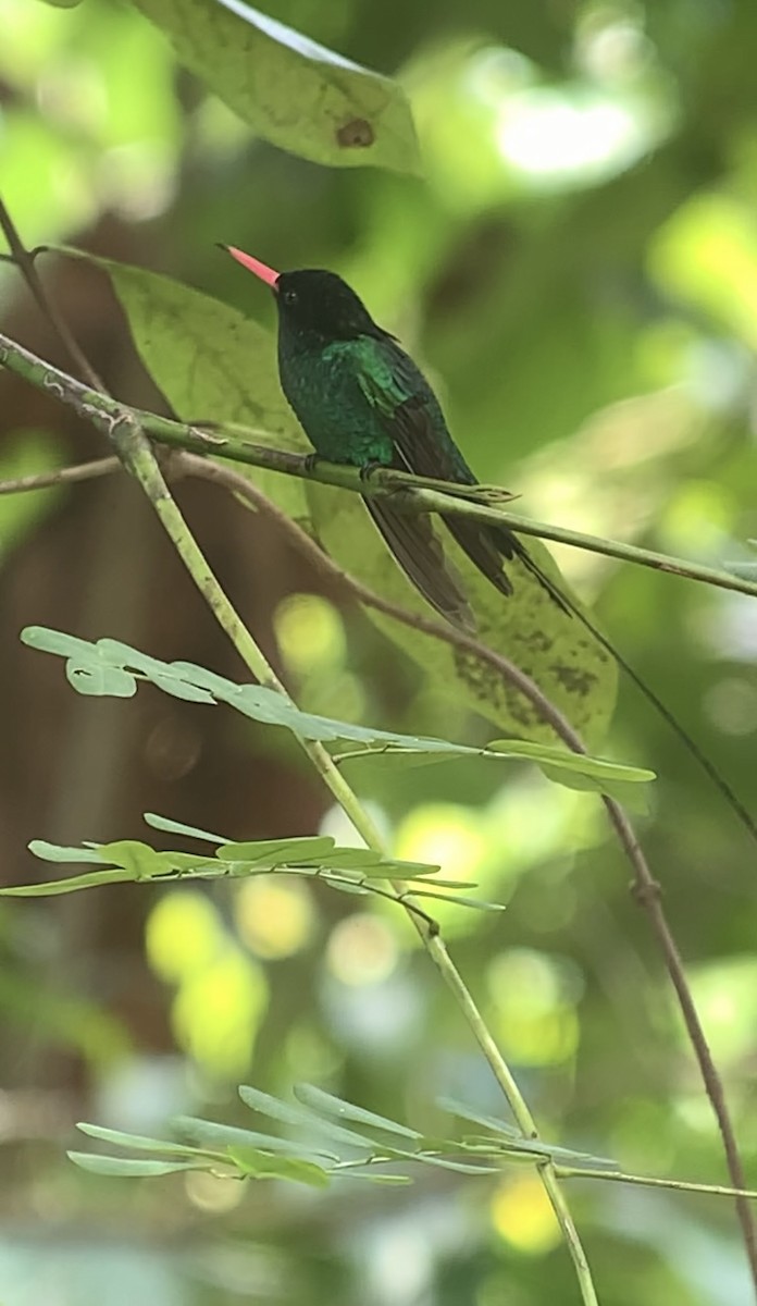 kolibřík červenozobý - ML618407119