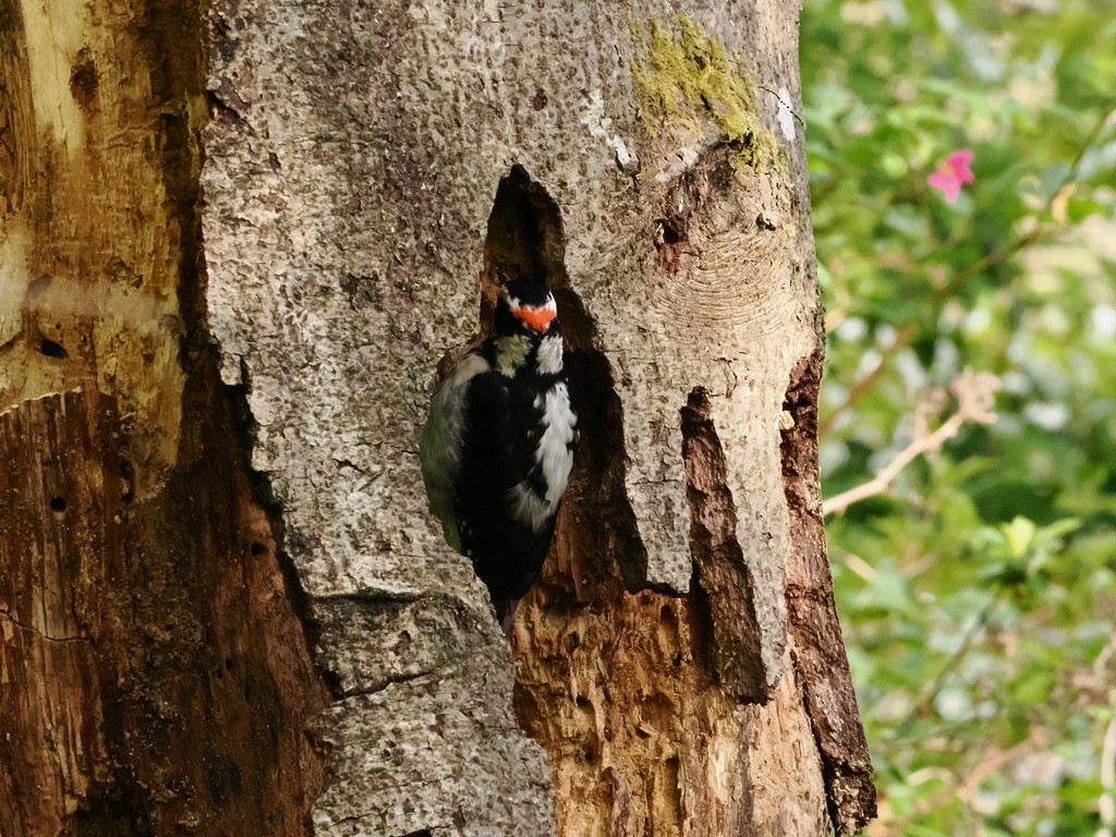 Hairy Woodpecker - ML618407149