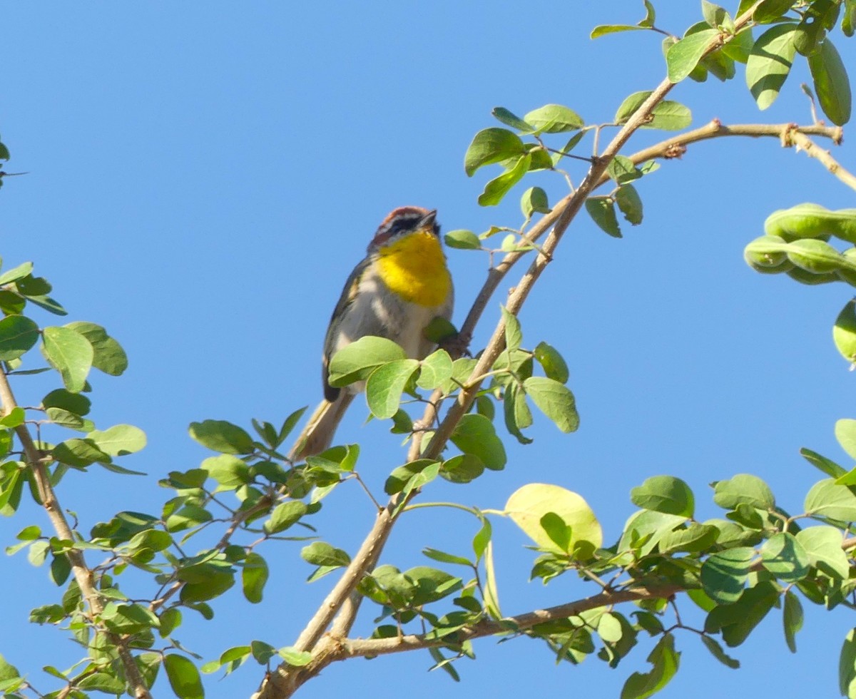 Rufous-capped Warbler - ML618407154