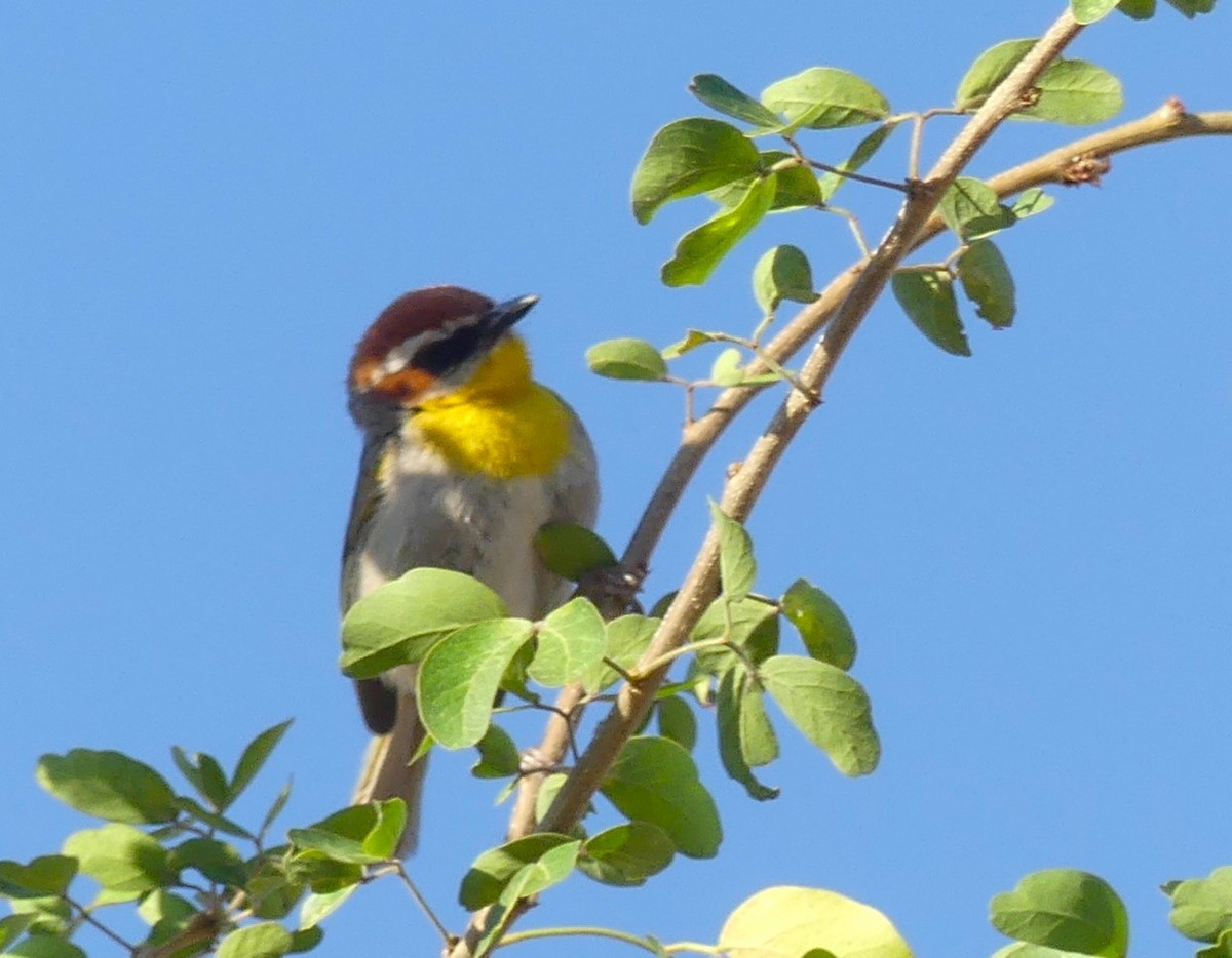 Rufous-capped Warbler - ML618407155