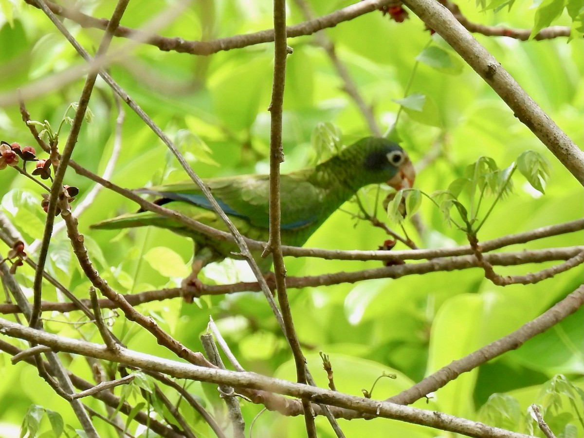 Hispaniolan Parrot - Susan Cole