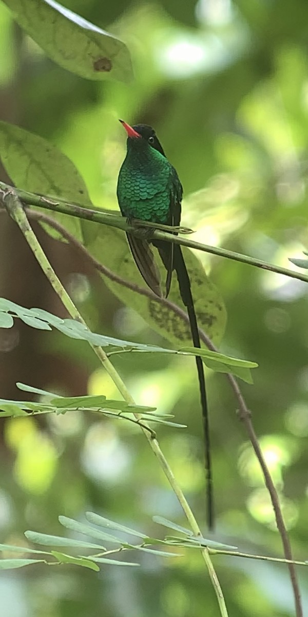 kolibřík červenozobý - ML618407162