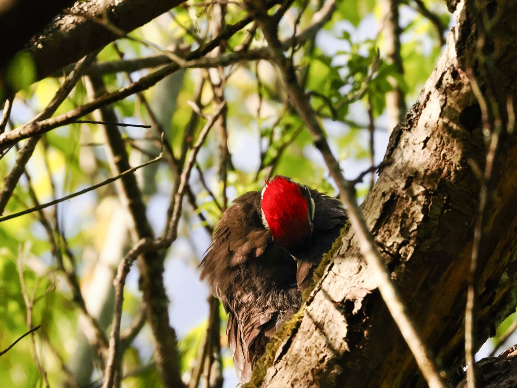 Pileated Woodpecker - ML618407195