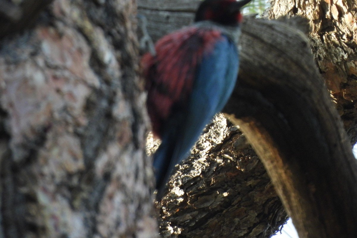 Lewis's Woodpecker - ML618407204