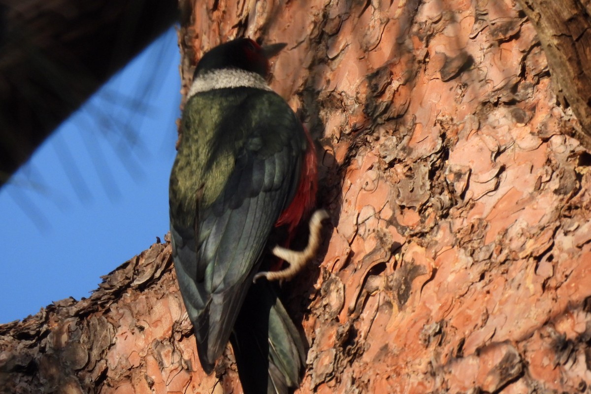 Lewis's Woodpecker - ML618407207