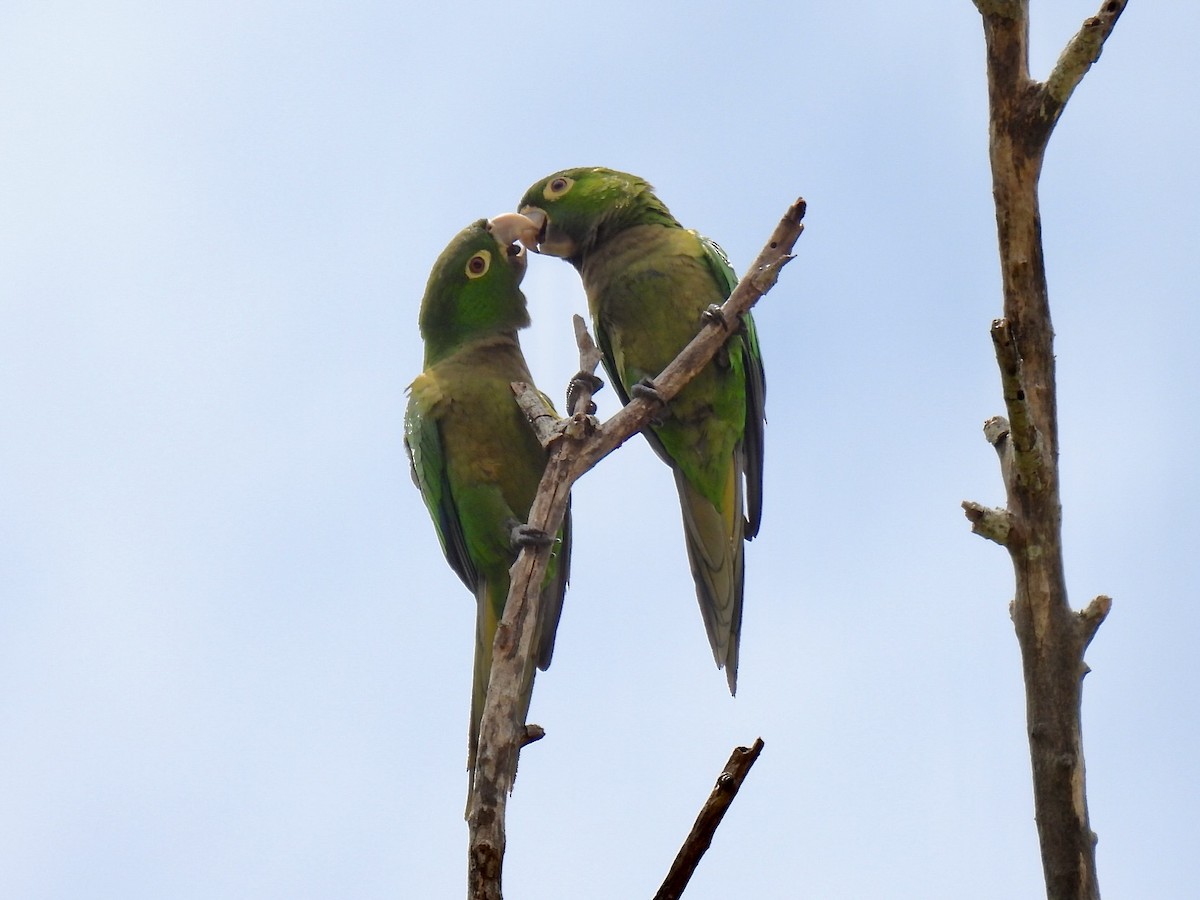 Olive-throated Parakeet - Susan Cole