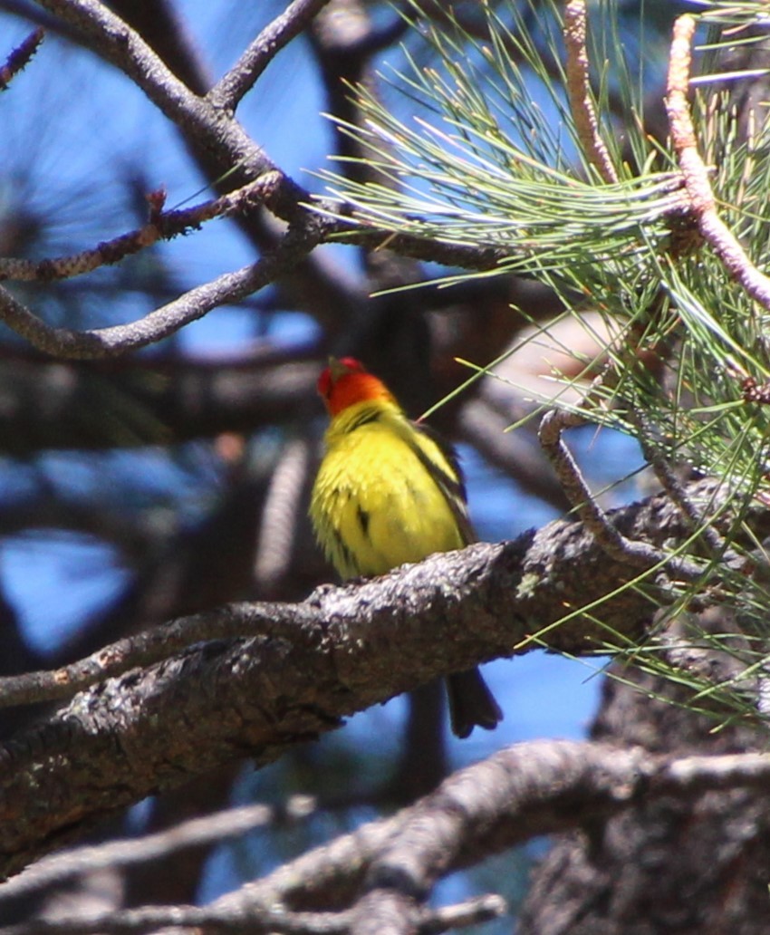 Western Tanager - ML618407248