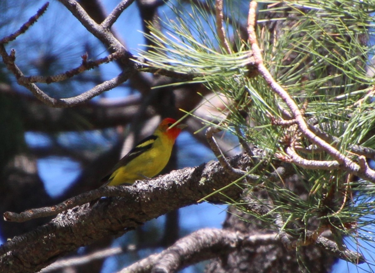 Western Tanager - ML618407259