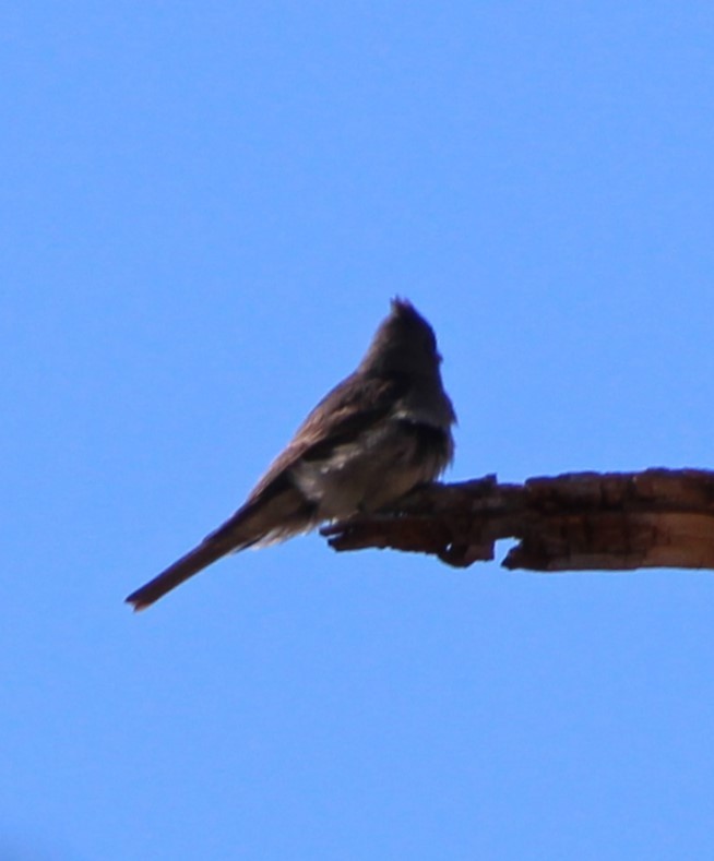 Greater Pewee - ML618407296