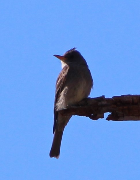 Greater Pewee - ML618407297