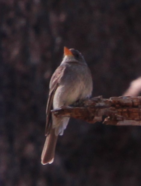 Greater Pewee - ML618407298