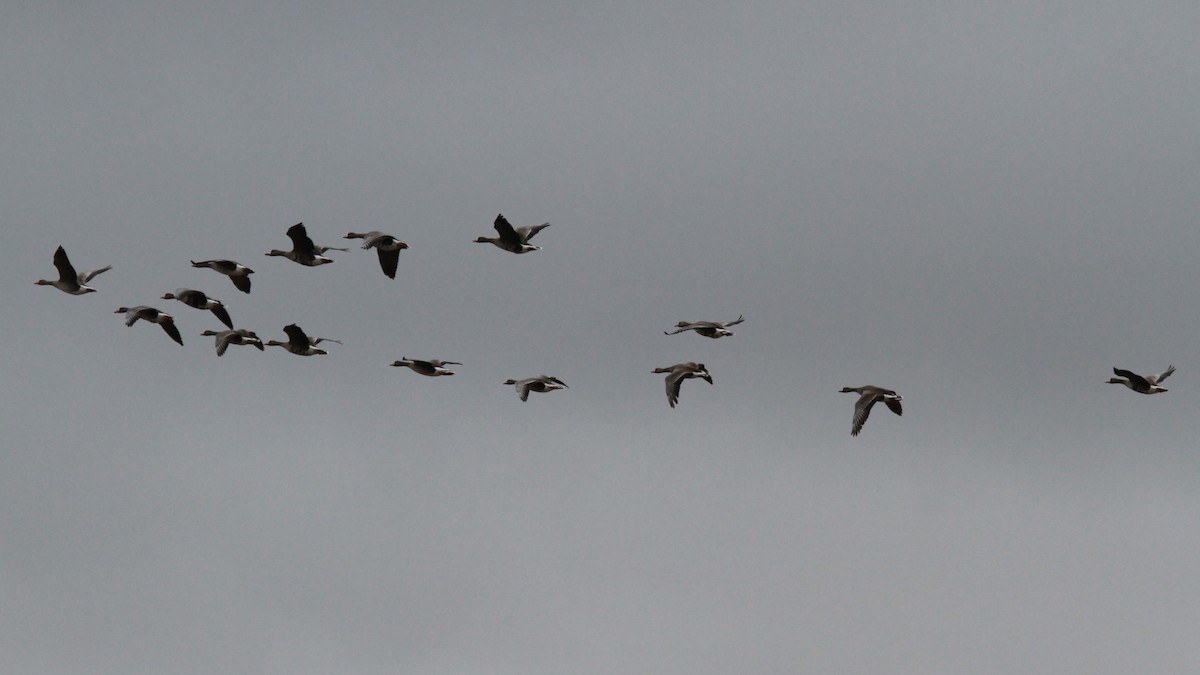 Greater White-fronted Goose - ML618407305