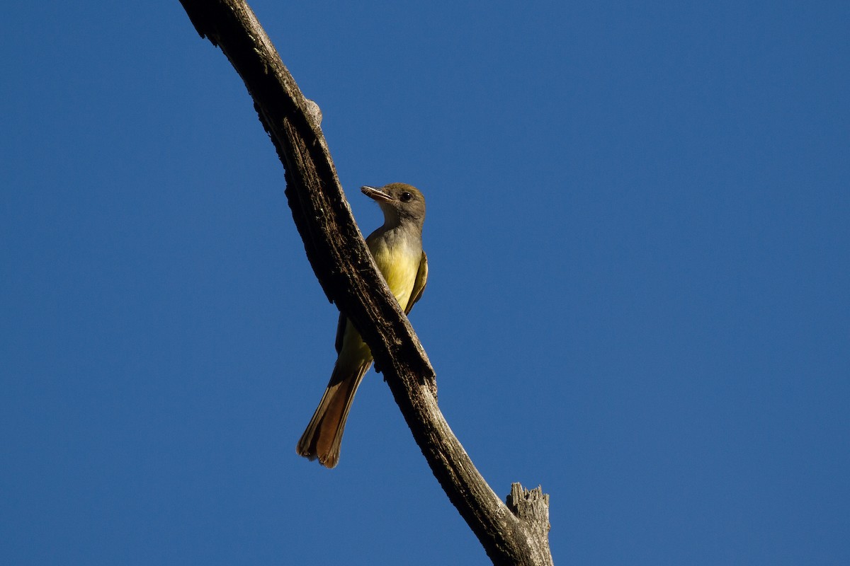 Great Crested Flycatcher - Griffin Richards