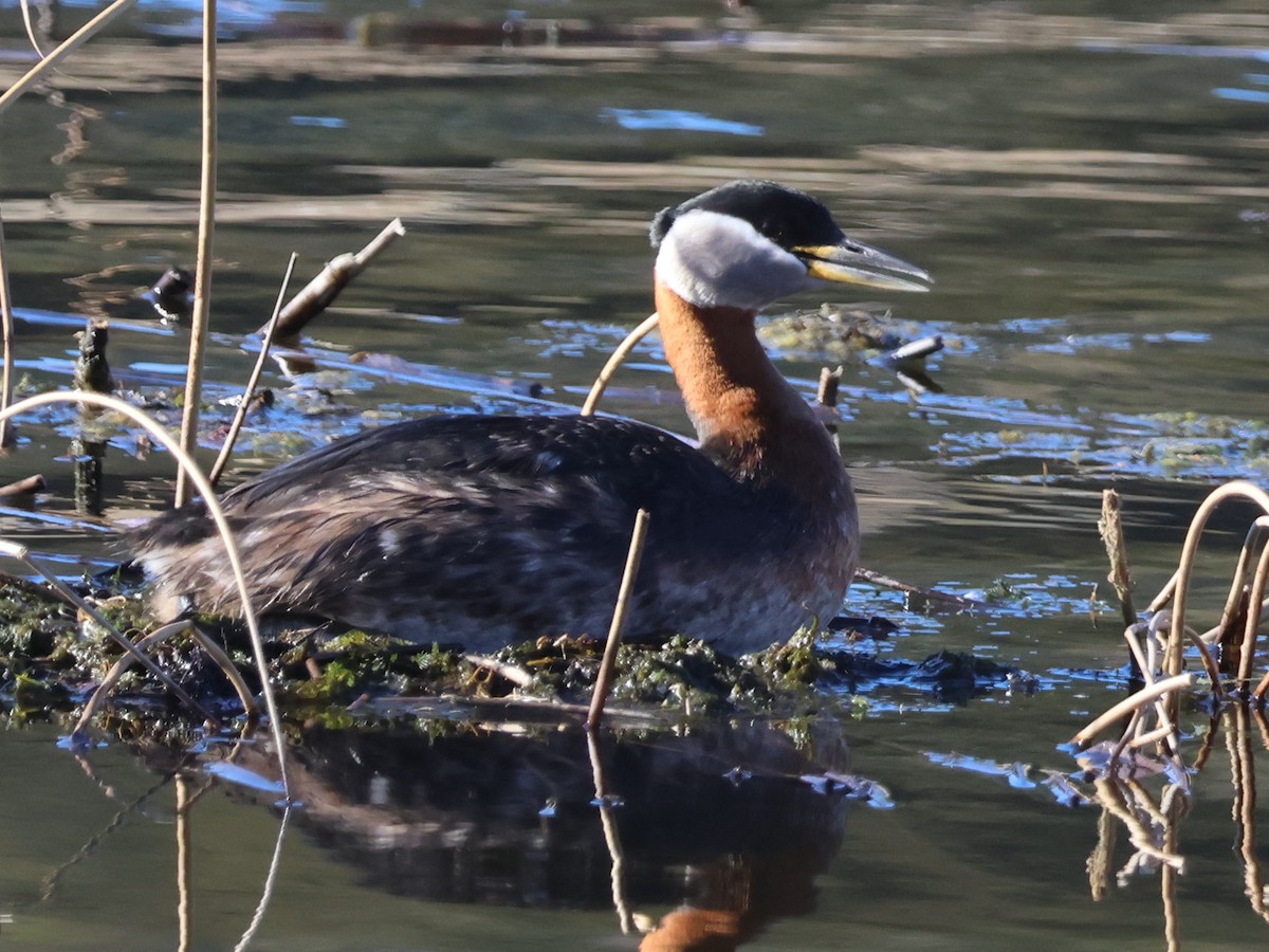 Red-necked Grebe - ML618407314