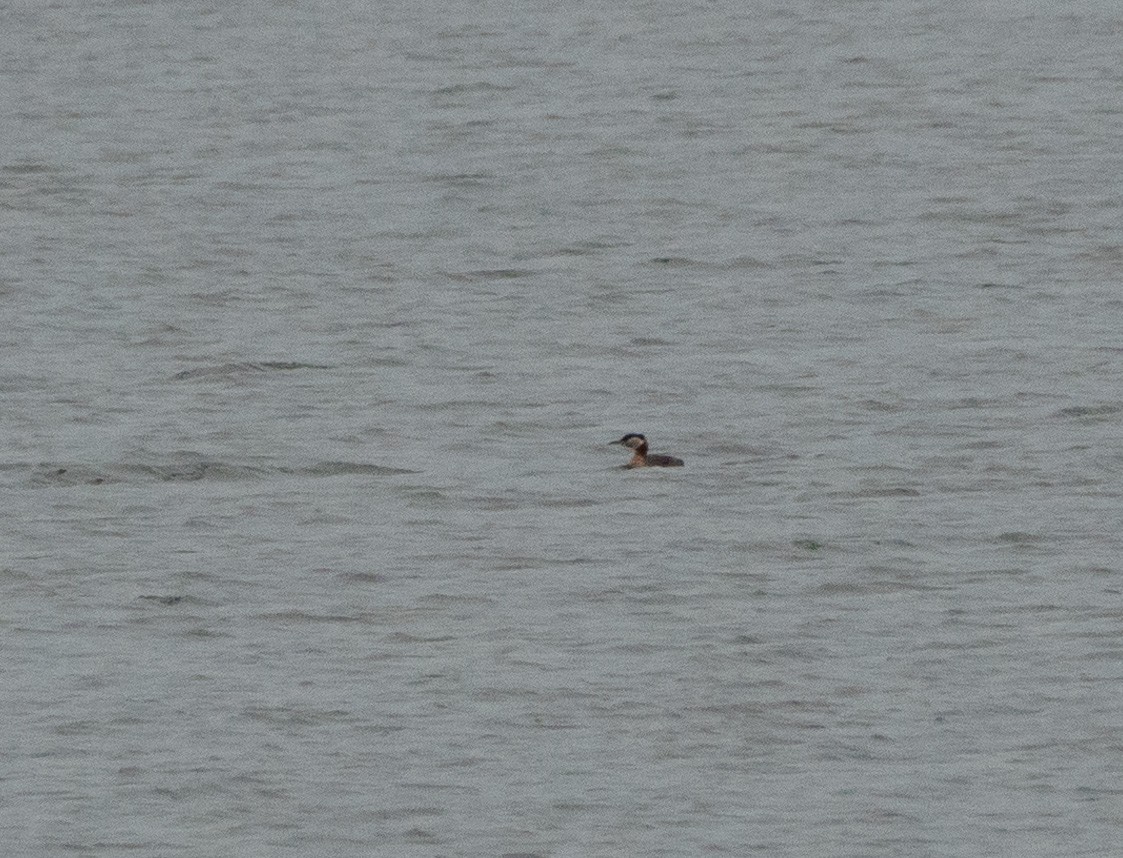 Red-necked Grebe - ML618407317