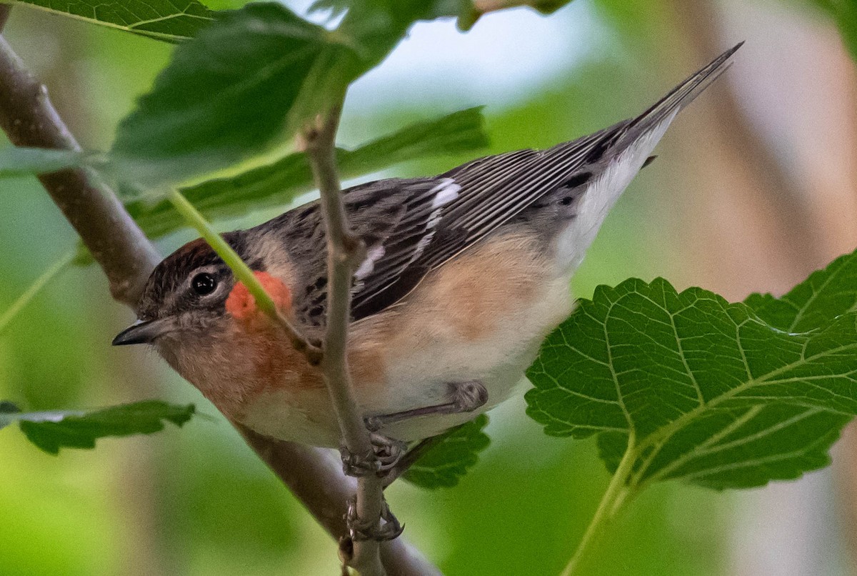 Bay-breasted Warbler - ML618407362