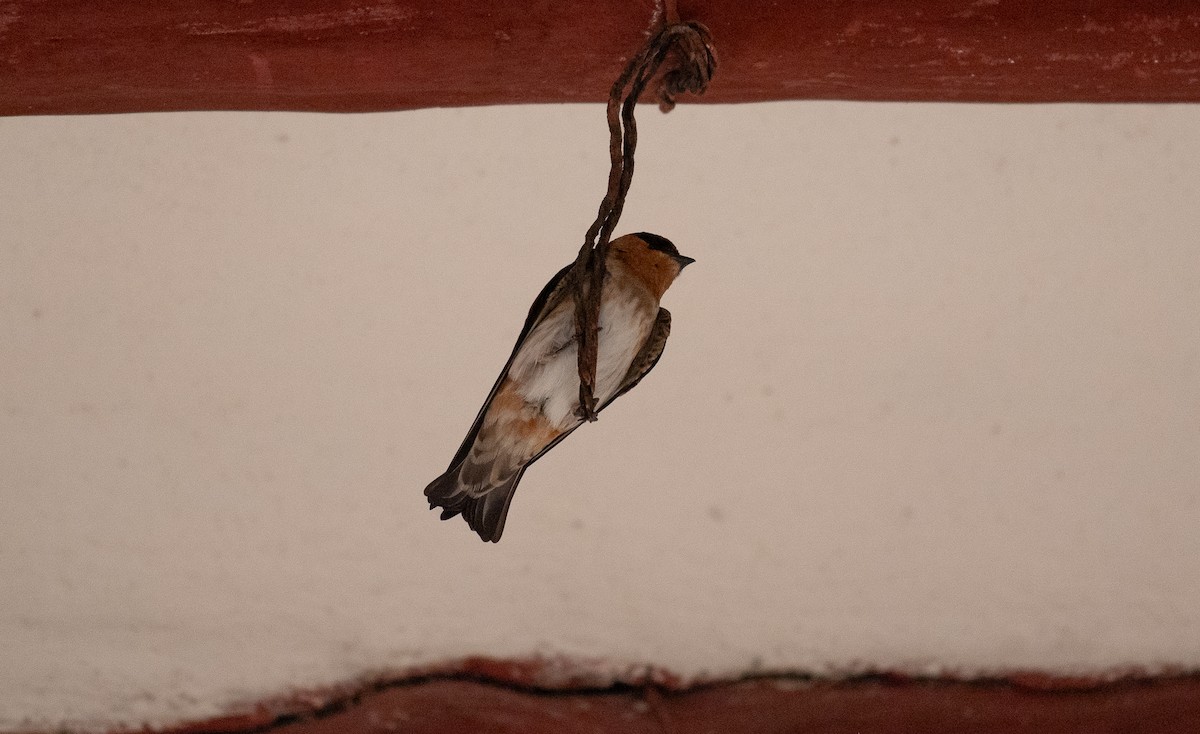 Cave Swallow (Yucatan) - ML618407392
