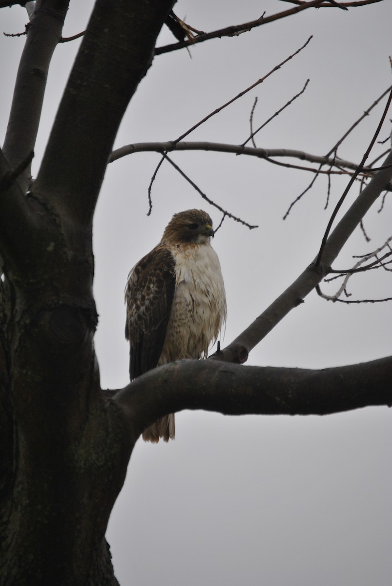 Red-tailed Hawk - ML618407397
