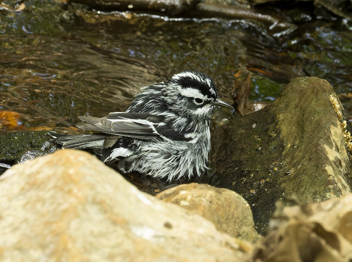 Black-and-white Warbler - ML618407427