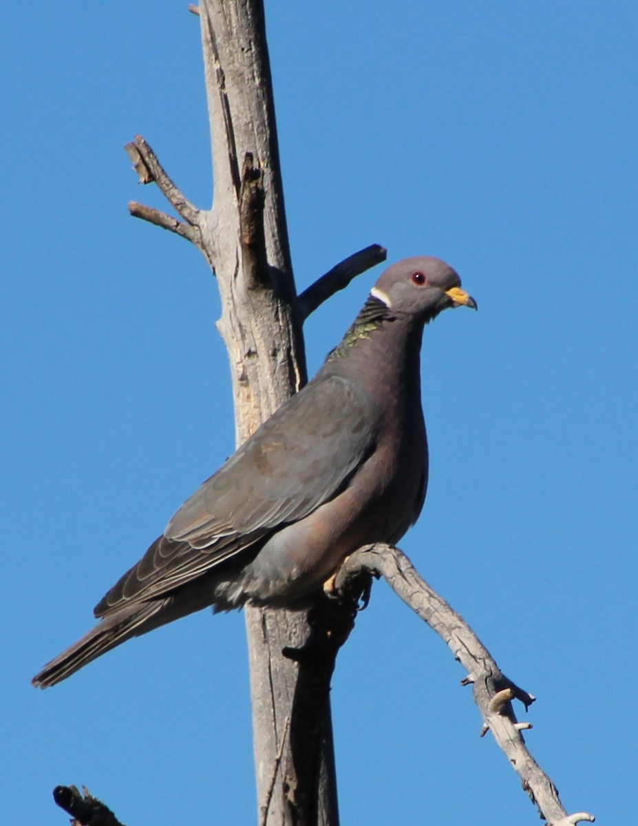 Band-tailed Pigeon - ML618407454