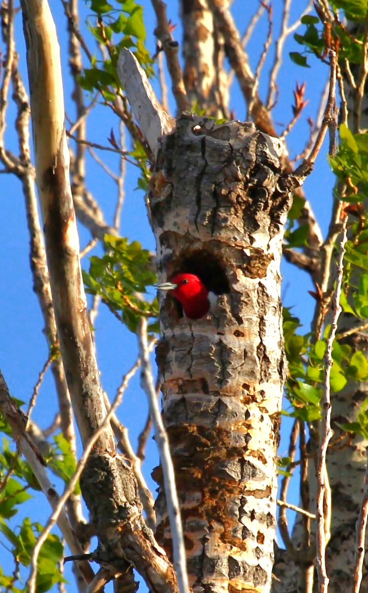 Red-headed Woodpecker - ML618407458