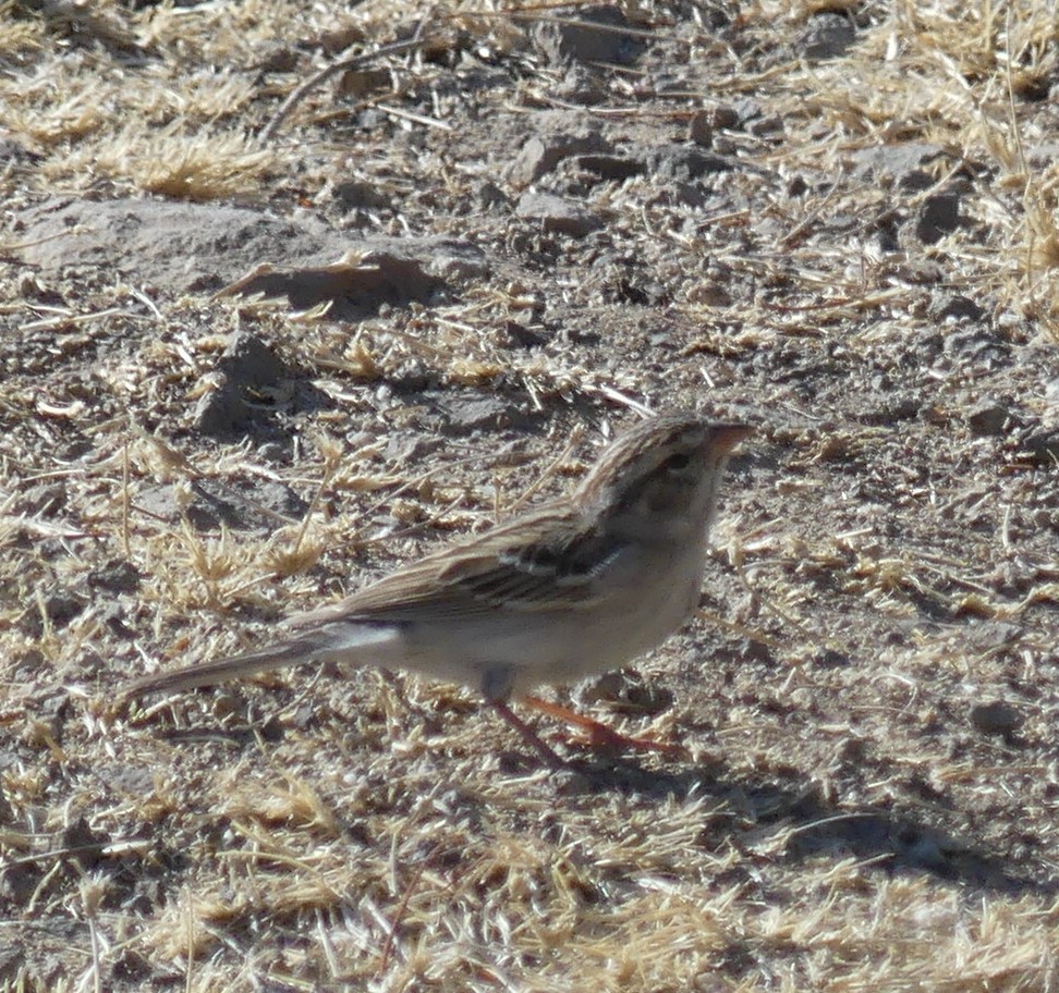 Clay-colored Sparrow - ML618407469