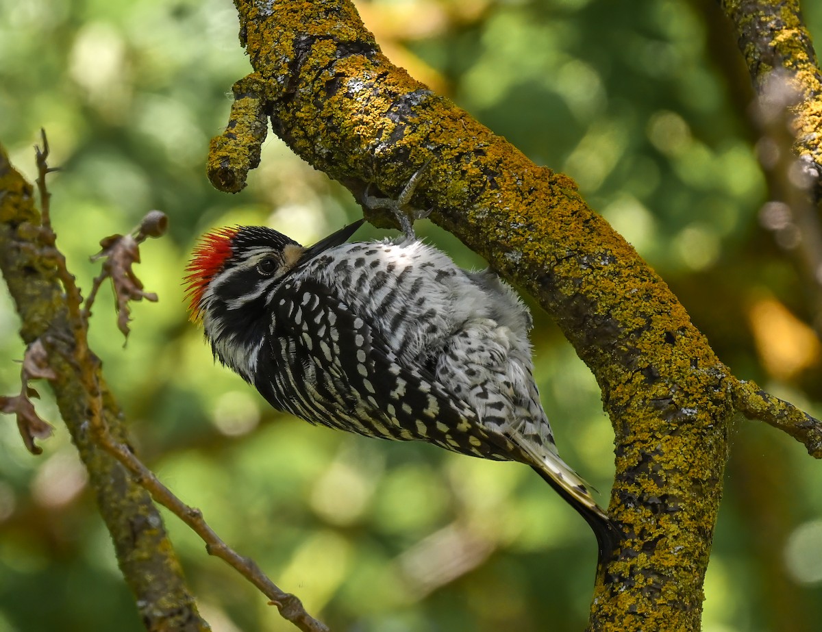 Nuttall's Woodpecker - ML618407487