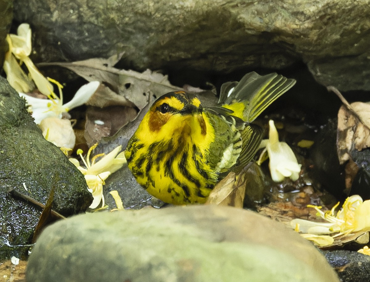 Cape May Warbler - ML618407489