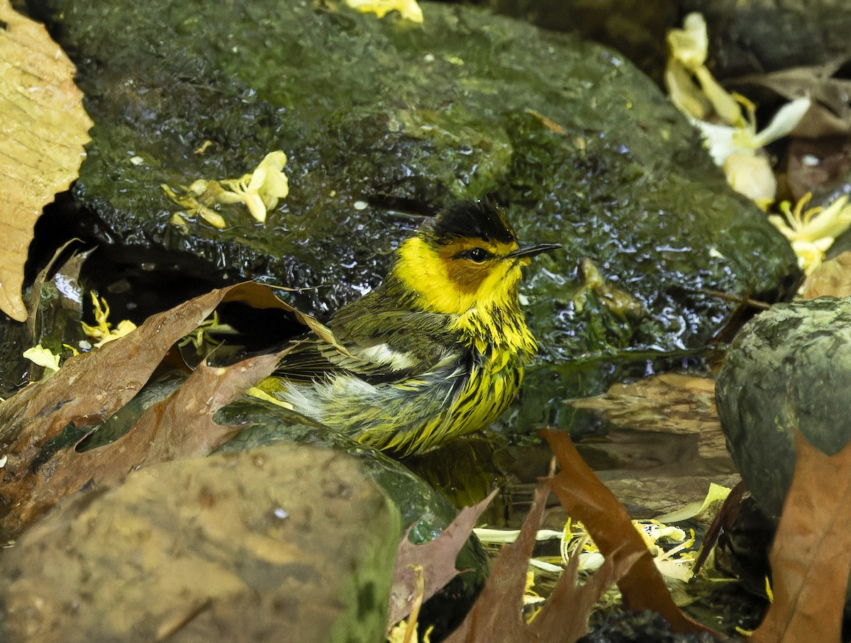 Cape May Warbler - ML618407490