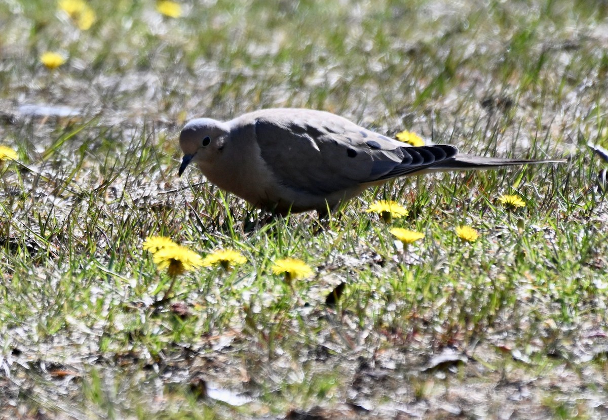Mourning Dove - Susan and Andy Gower/Karassowitsch