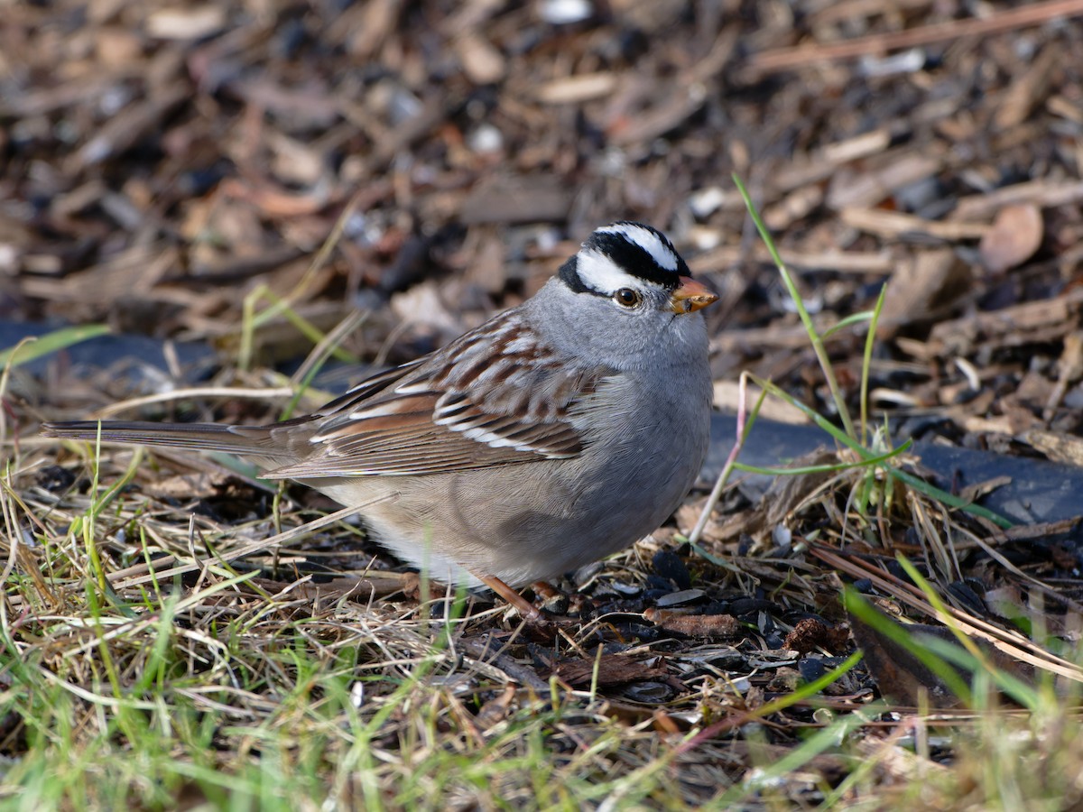 White-crowned Sparrow - ML618407507