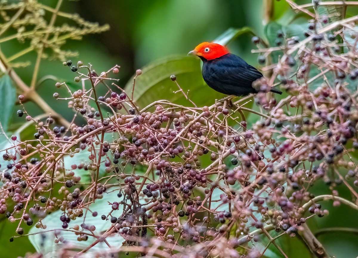 Red-capped Manakin - ML618407512