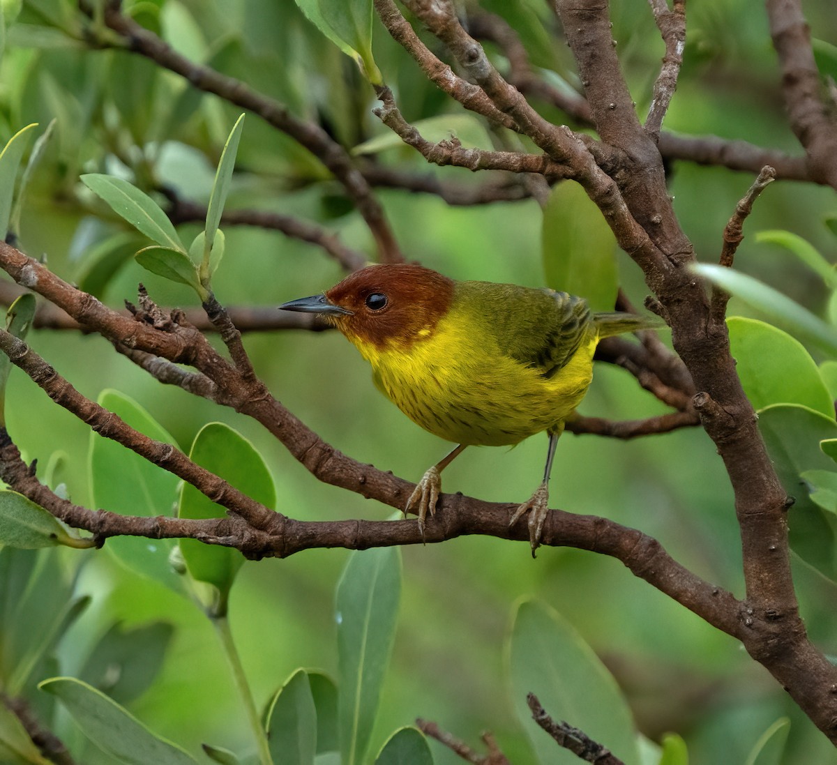 Yellow Warbler (Mangrove) - Lorrie-David Mathers