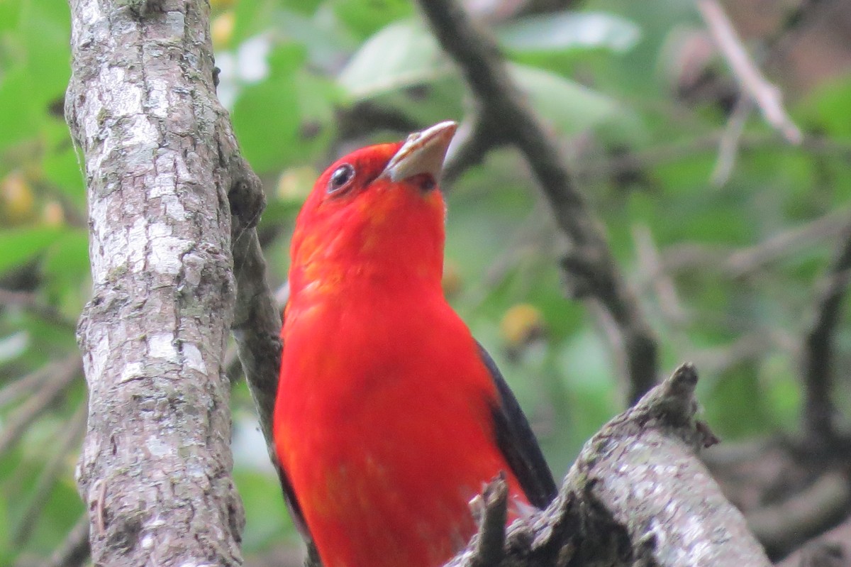 Scarlet Tanager - ML618407557