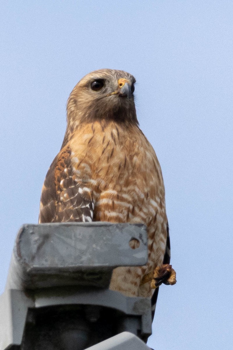Red-shouldered Hawk - Pete Followill