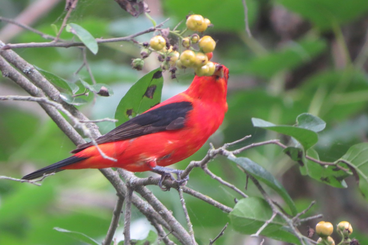 Scarlet Tanager - ML618407578