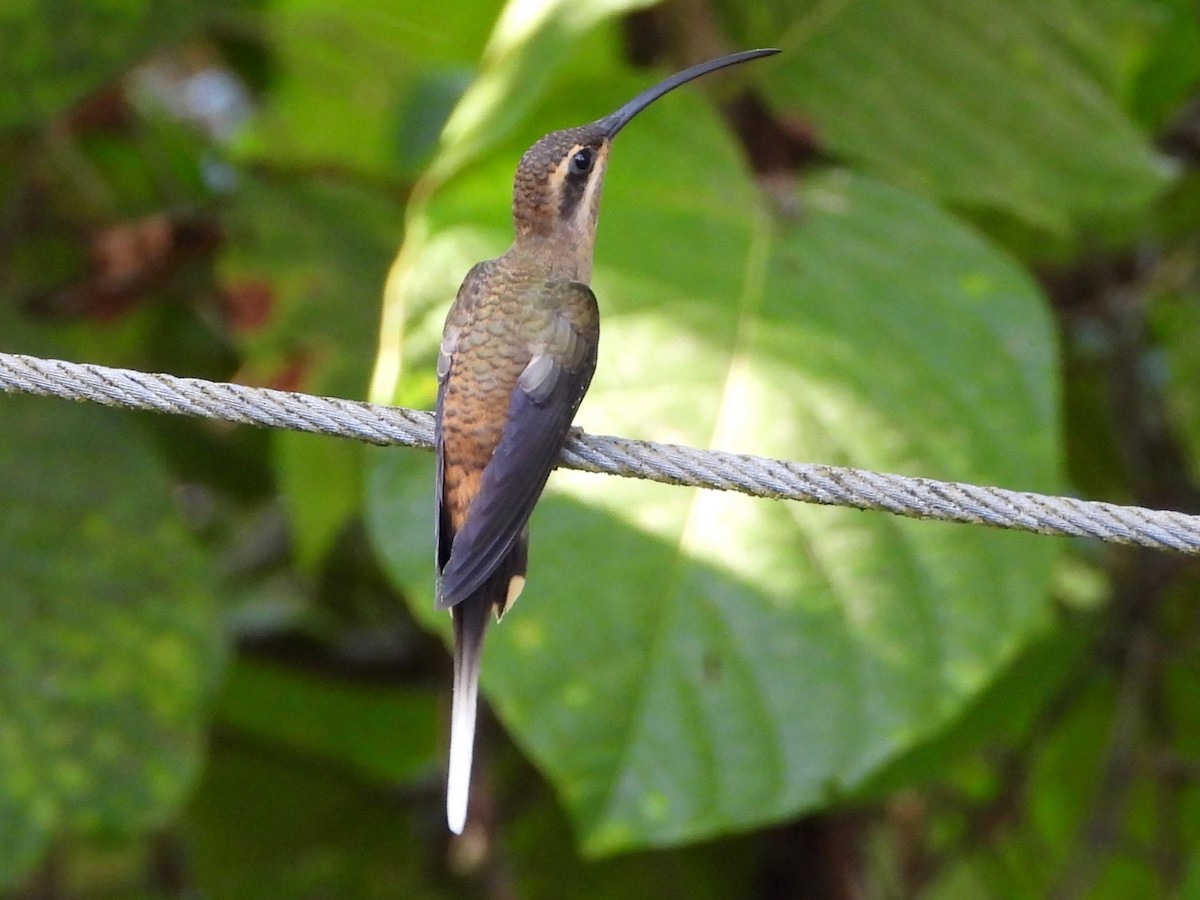 kolibřík tmavolící - ML618407589