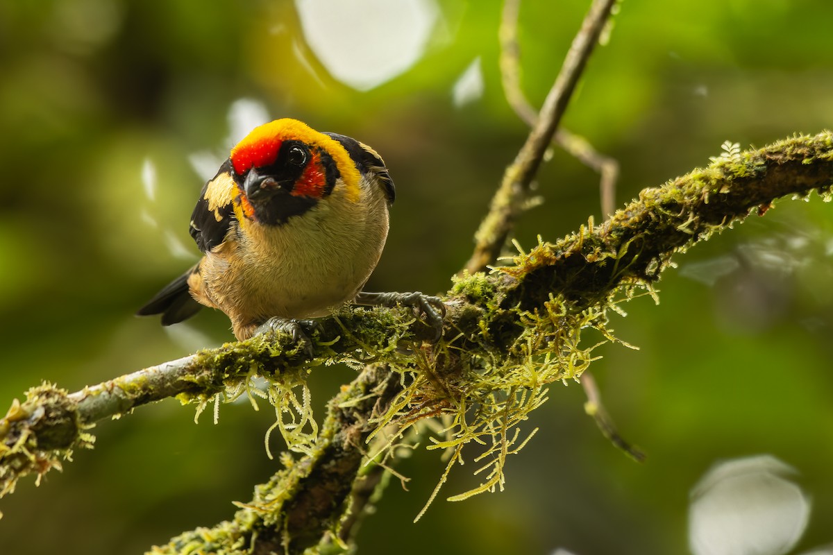 Flame-faced Tanager - ML618407619