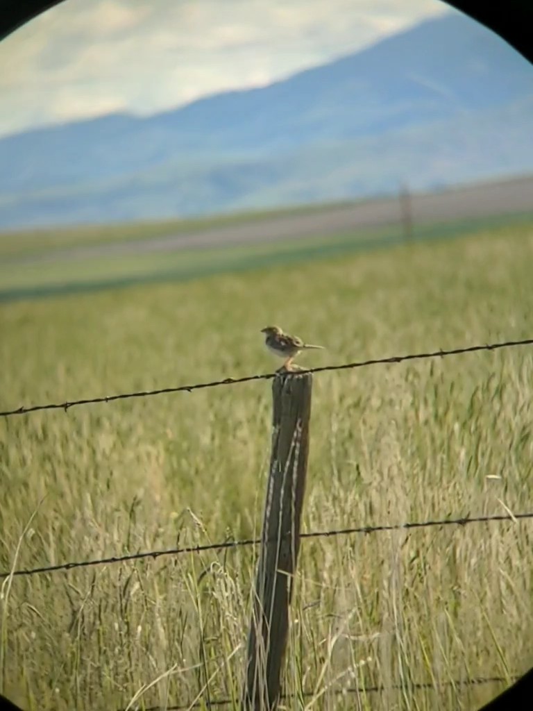 Grasshopper Sparrow - Reder Daughenbaugh