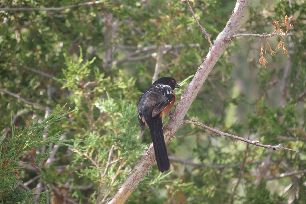 Spotted Towhee - ML618407634