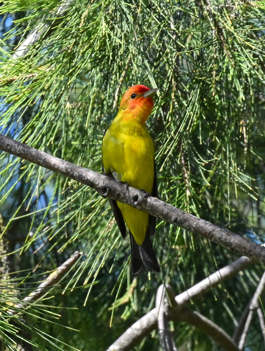Western Tanager - ML618407636