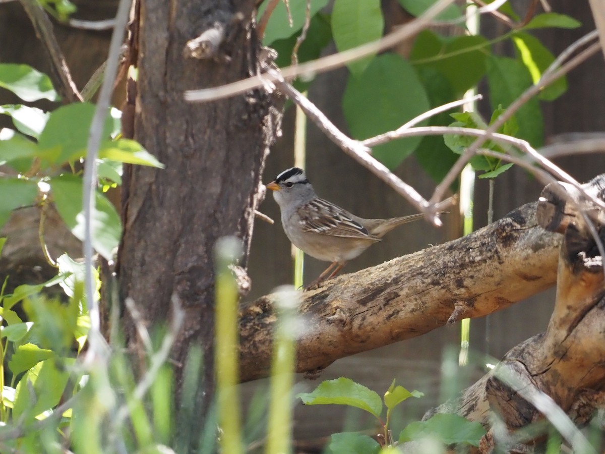 White-crowned Sparrow - ML618407641
