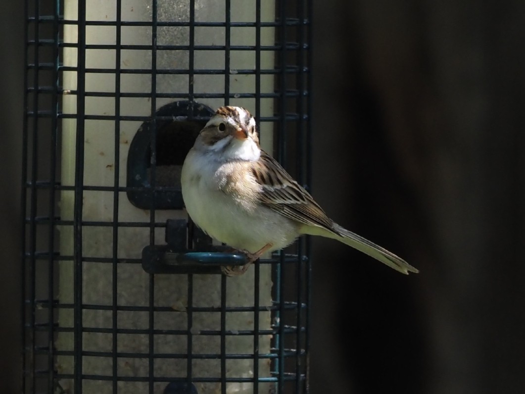 Clay-colored Sparrow - ML618407678