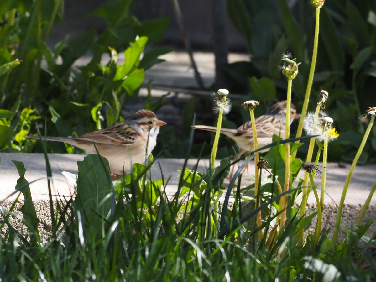 Clay-colored Sparrow - ML618407679