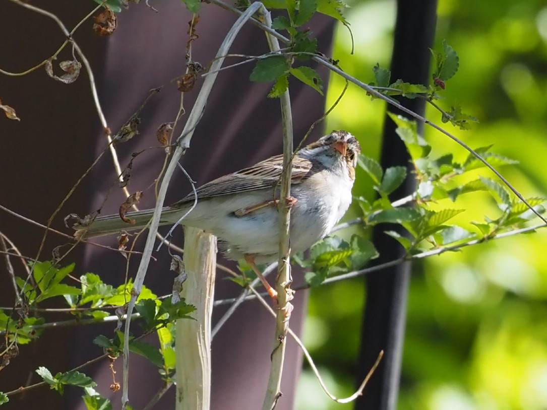 Clay-colored Sparrow - ML618407680