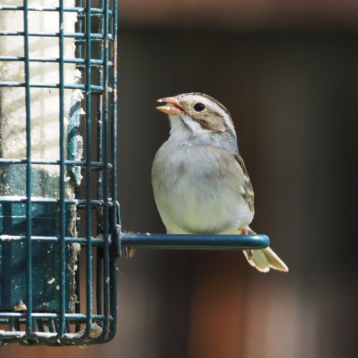 Clay-colored Sparrow - ML618407682