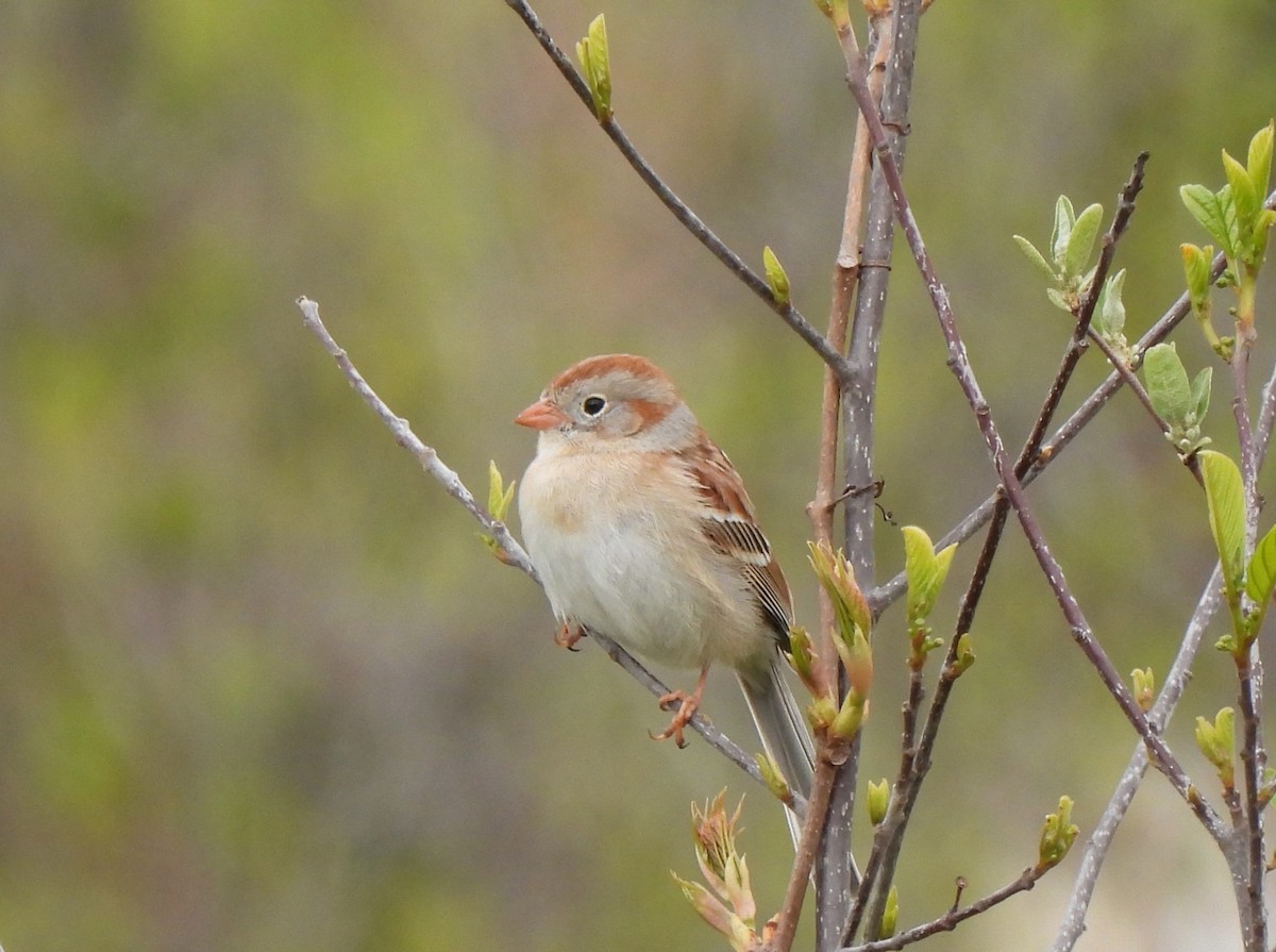 Field Sparrow - Dan Kadra