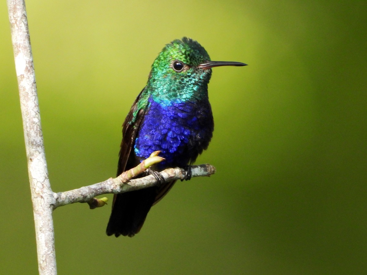 Violet-bellied Hummingbird - ML618407687